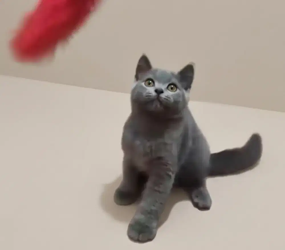 BSH Blue Jantan dan BSH Bico Lilac Jantan Line Ped Ica