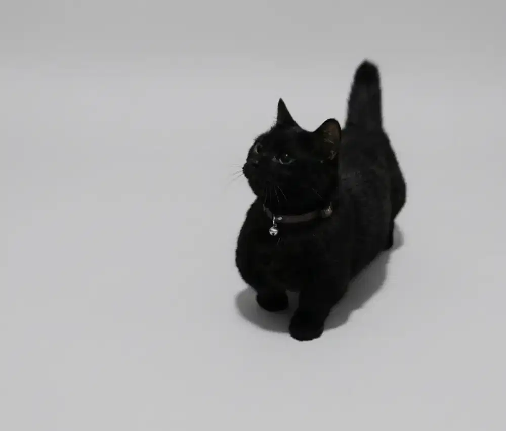 Munchkin BSH Black Solid Jantan