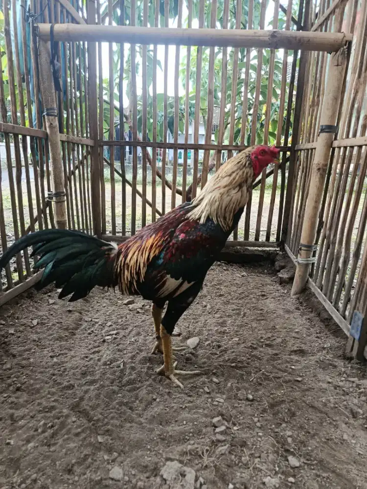 Jago mangon muda calon gacuk