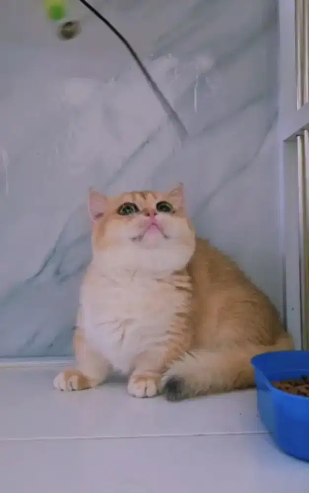 Munchkin bsh IMPORT READY INDO