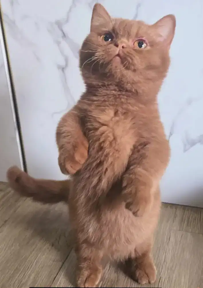 Munchkin jantan cinamon super bagus