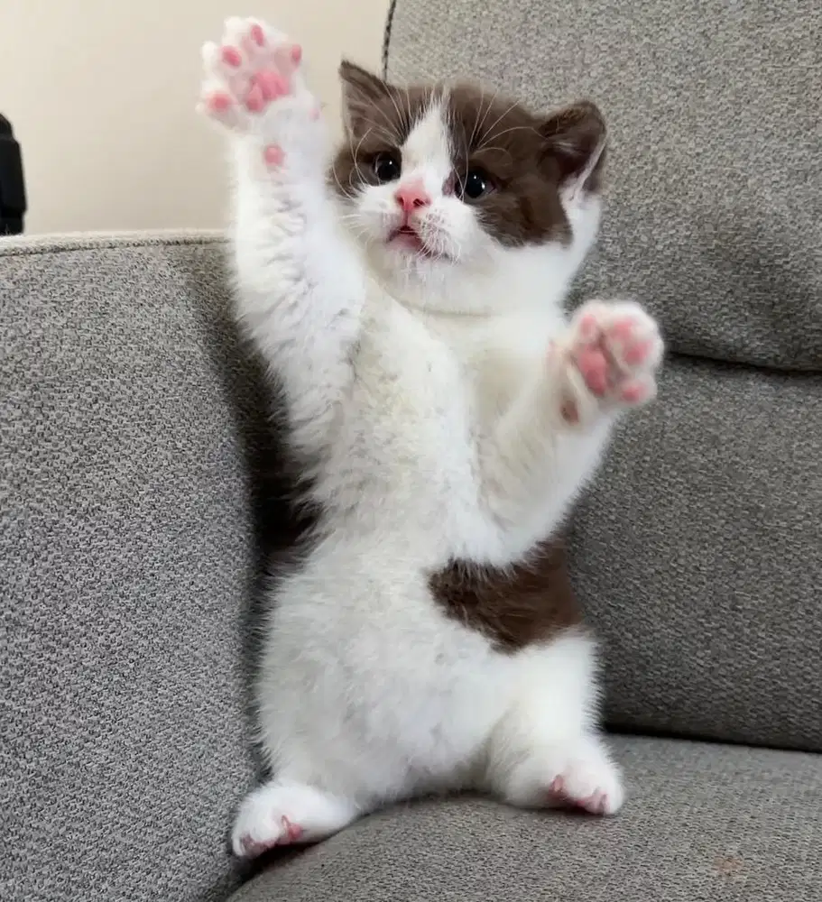 British shorthair pedigree best quality