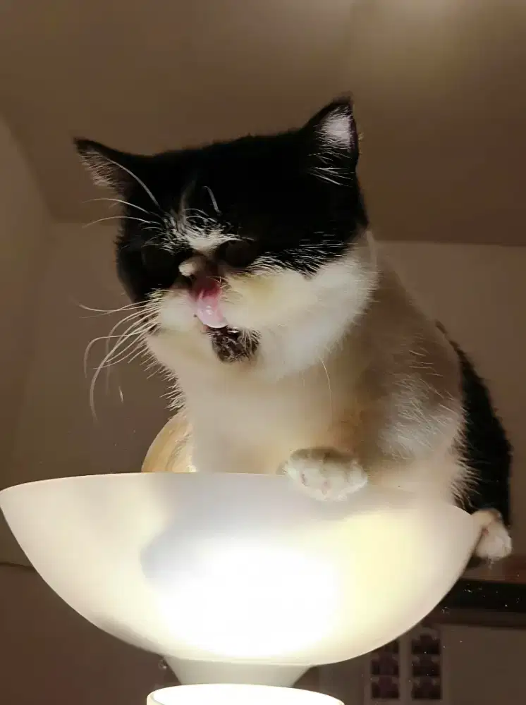 Munchkin Minute Betina (EB3)