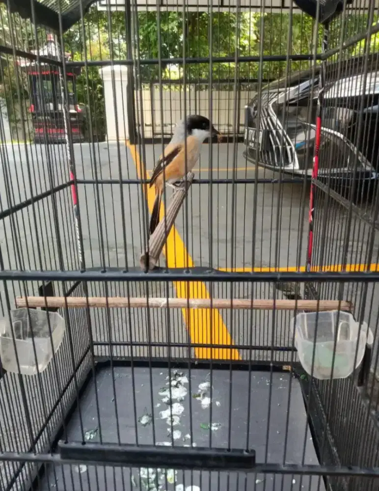 Burung pentet nurut gacor suaranya