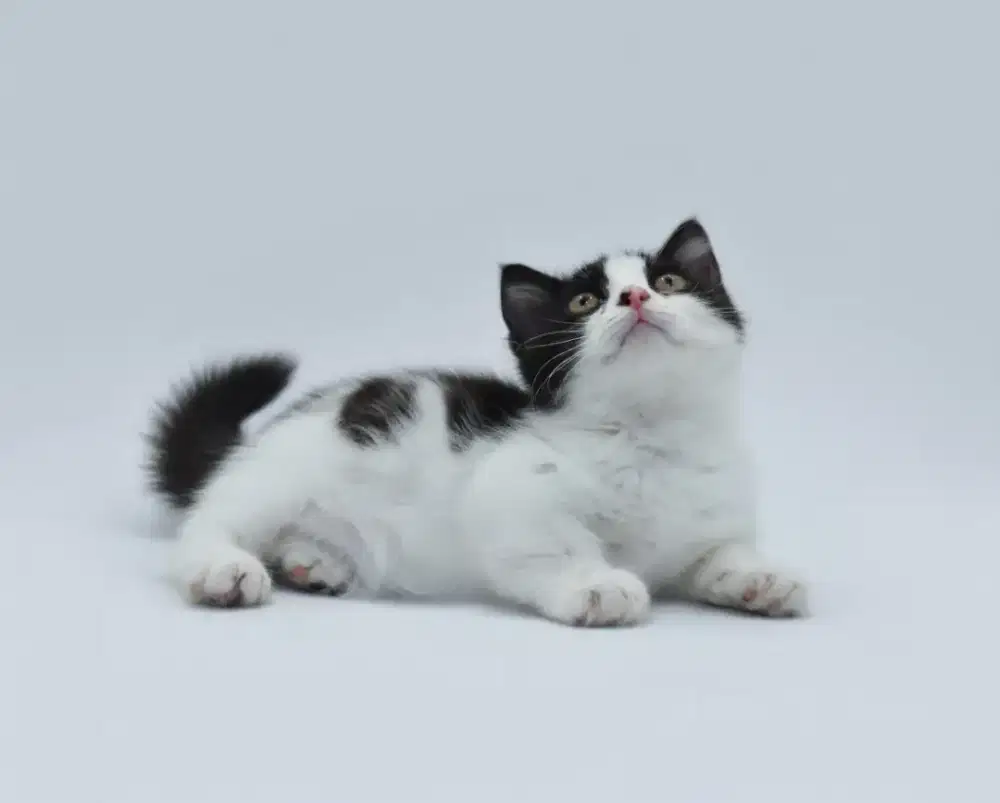 Munchkin BSH Bicolor Harlequeen Jantan