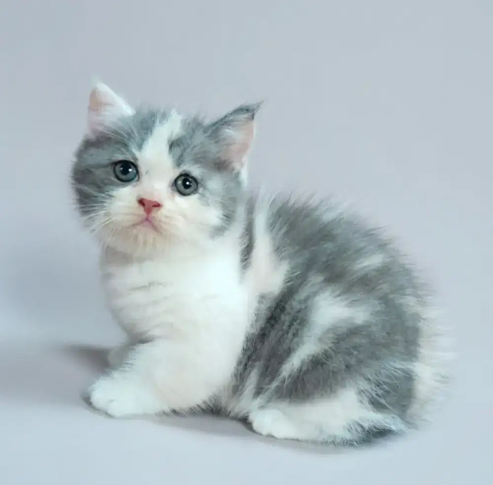BSH Calico Dilute Female