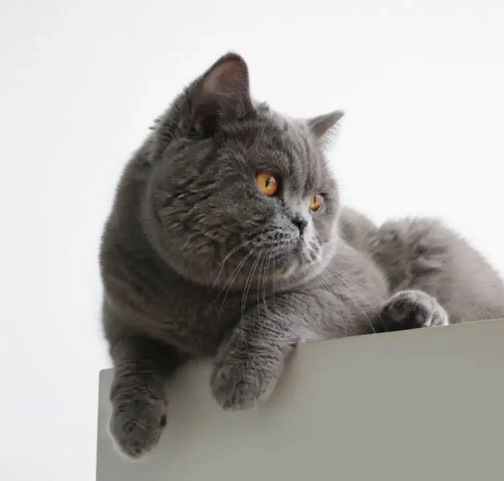 BSH Blue Jantan Line Import China