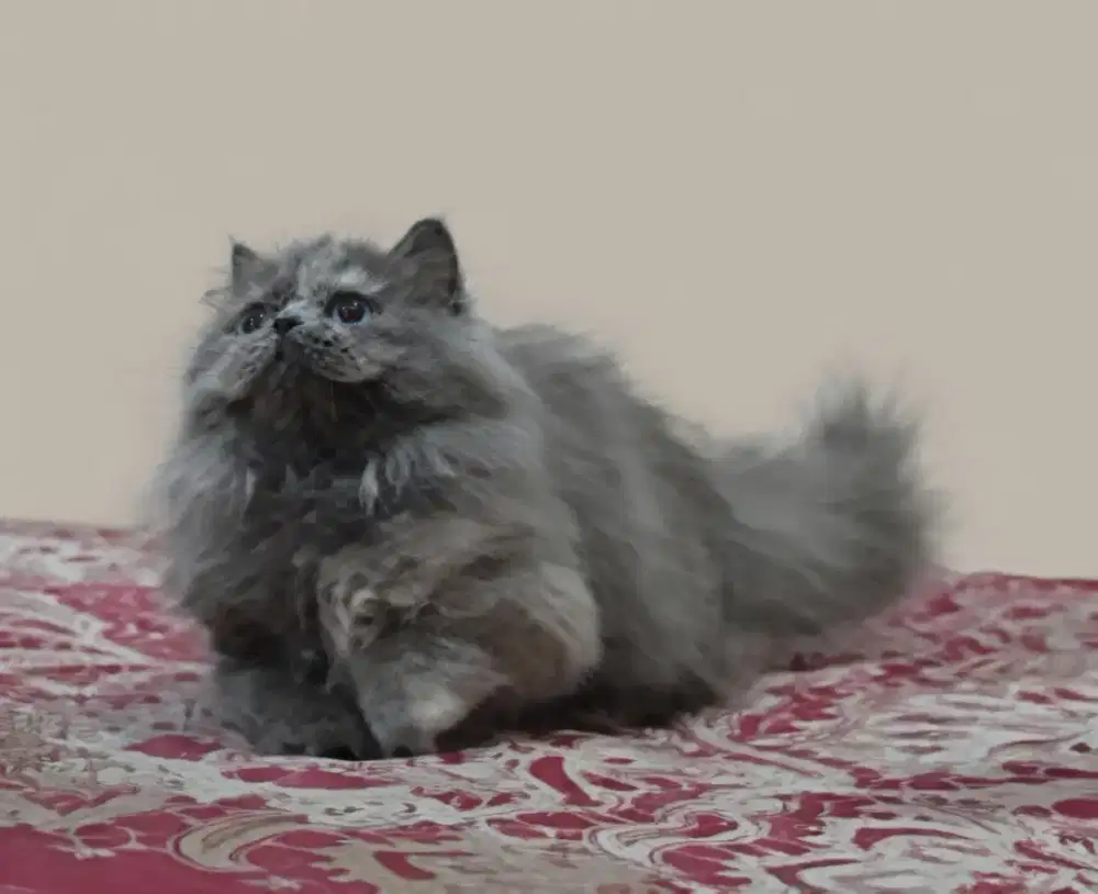 Munchkin British RH Blue Tortie Betina