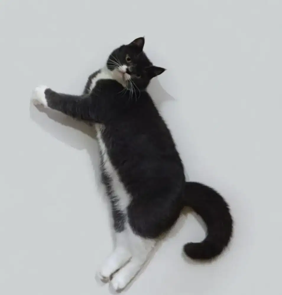 BSH Bicolor Blue Dark Jantan