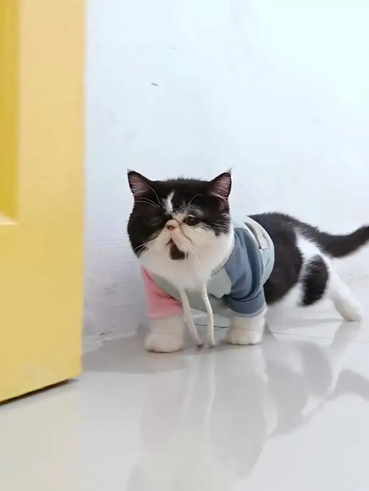 Munchkin Pesek Betina (EB3)