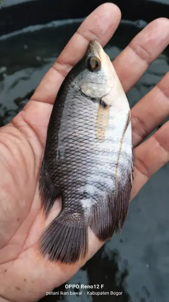 Ikan gurame soang uk 3 jari