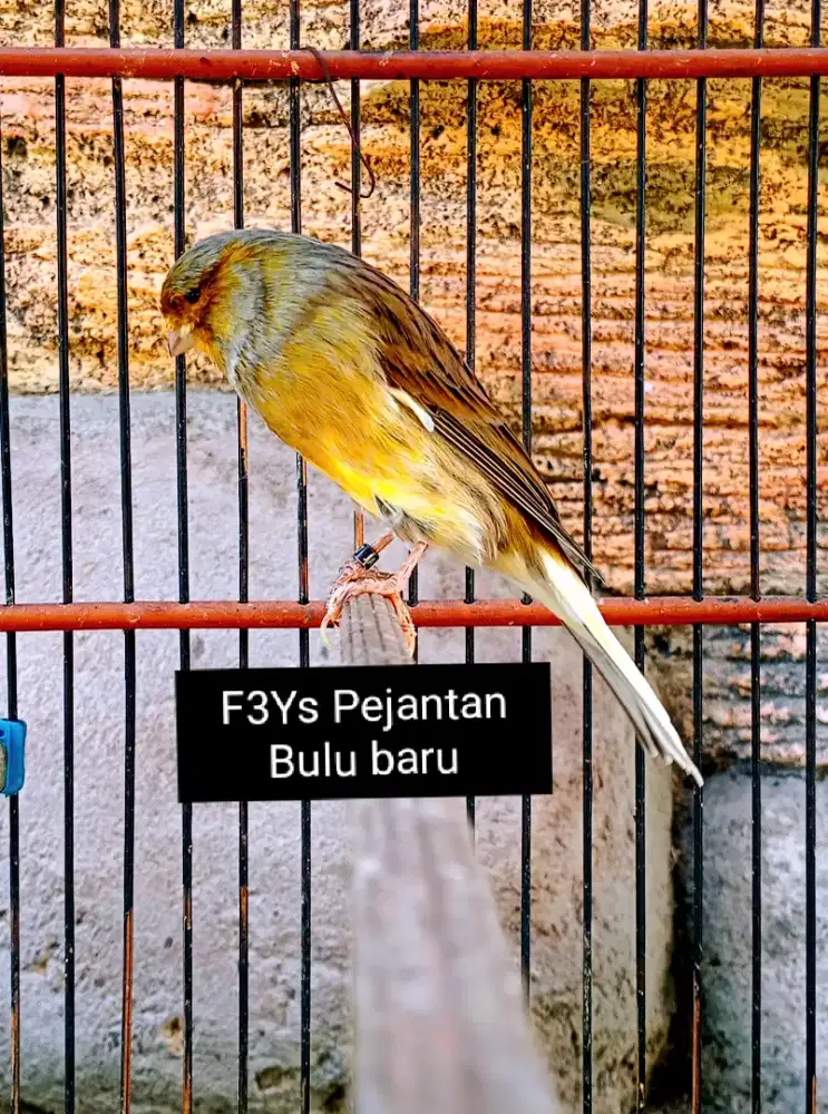 Kenari F3Ys Pejantan bulu baru