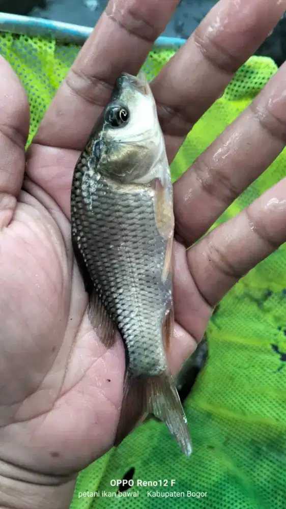 Bibit ikan mas kosumsi