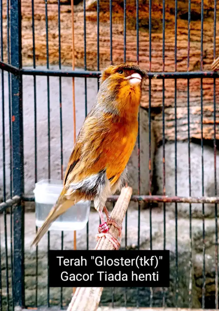 Kenari Terah Gloster (tkf) Gacor tiada henti