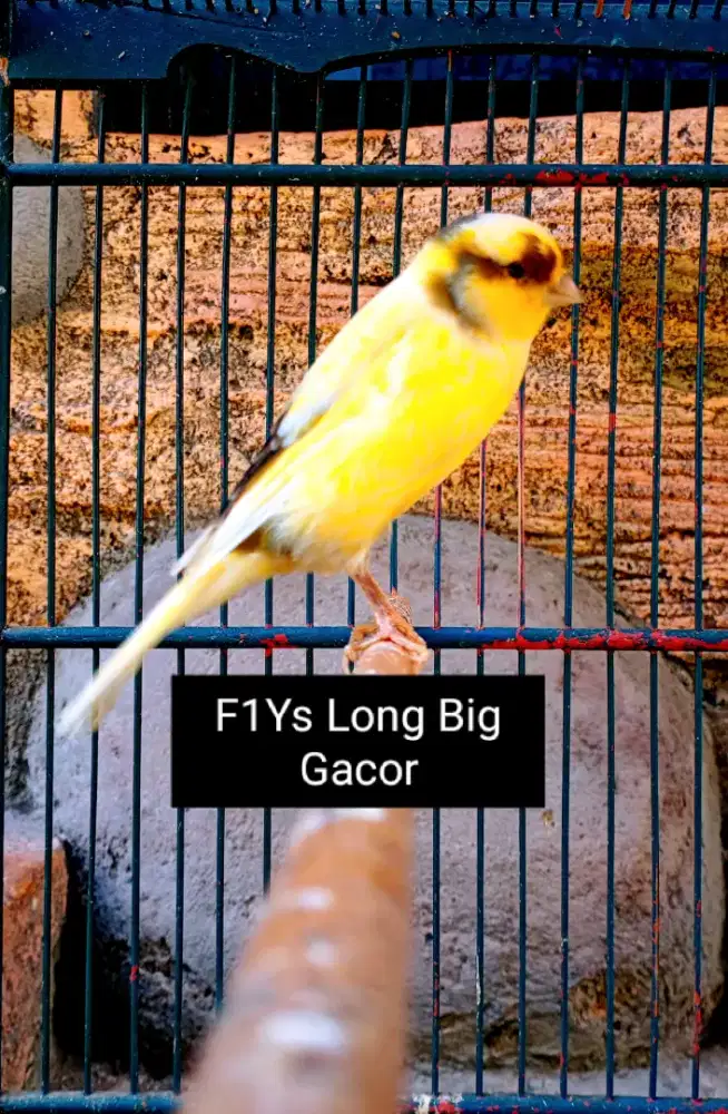 Kenari F1Ys Long Big Gacor