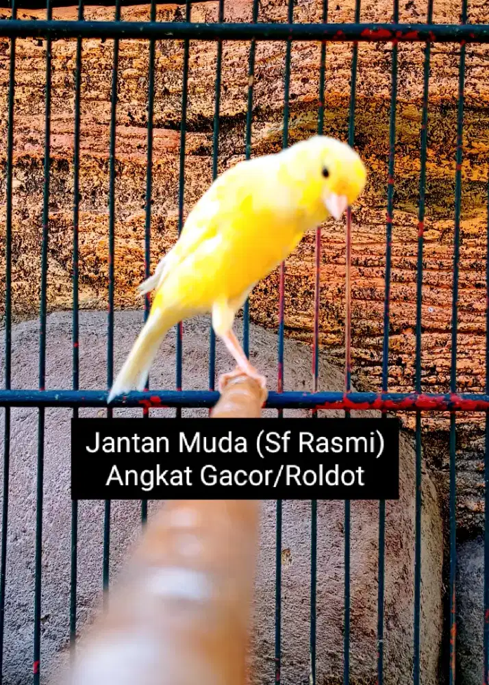 Kenari Sf Rasmi Jantan Muda angkat Gacor