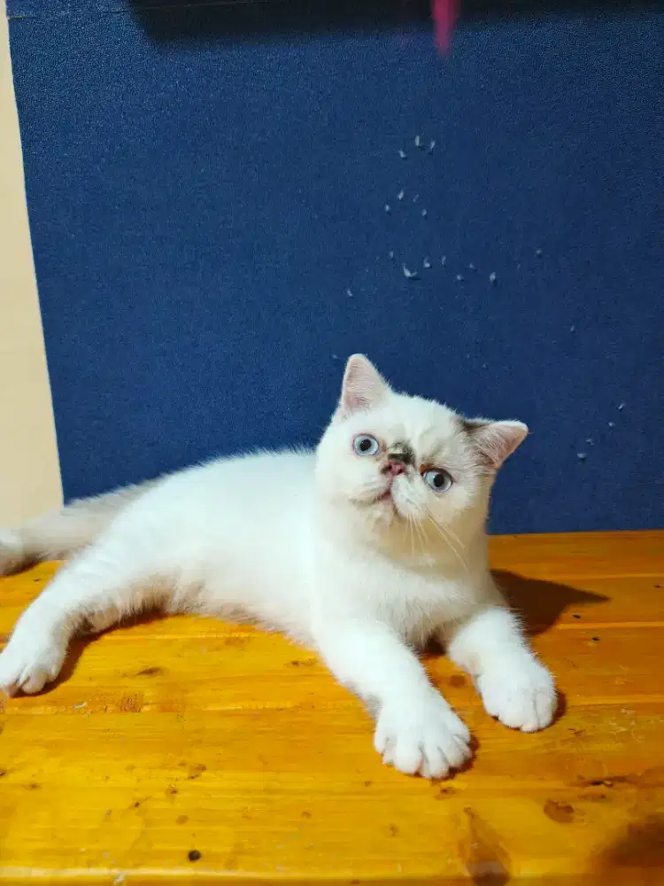 Kitten exotic shorthair peaknose betina