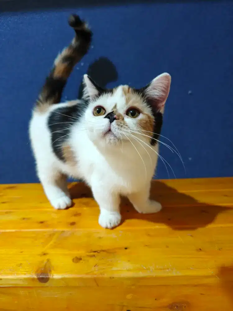 Kitten munchkin betina