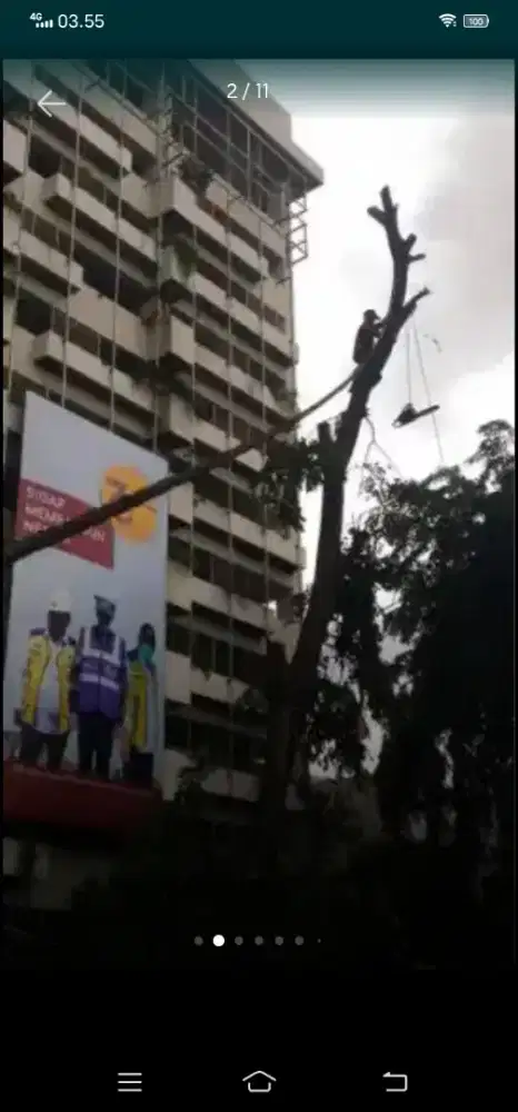 JASA TEBANG POHON & POTONG RUMPUT