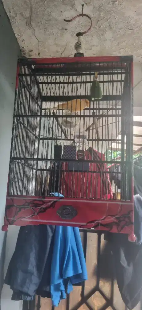 Kenari gacoran  f1 ys