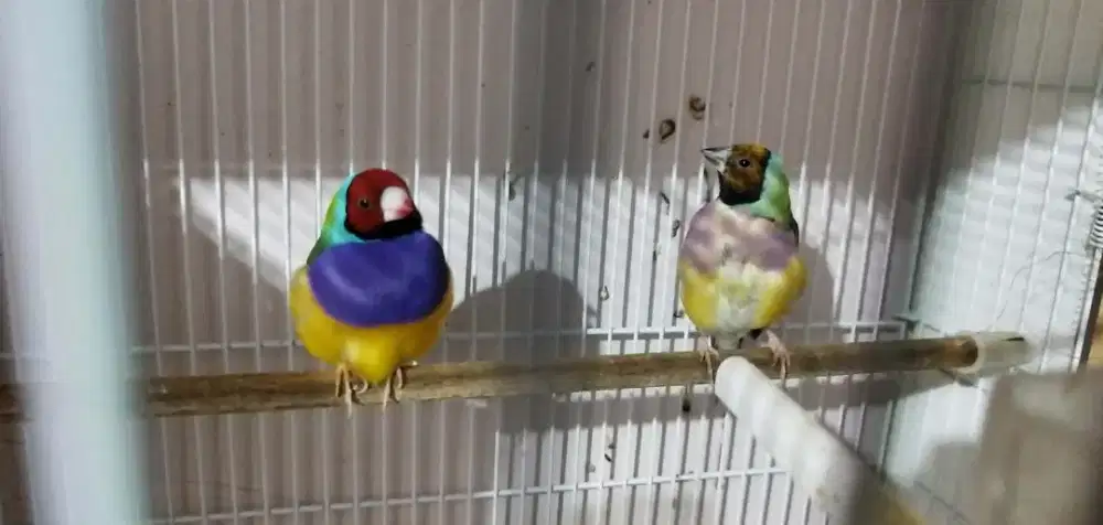 Burung Gould amadin sepasang induk