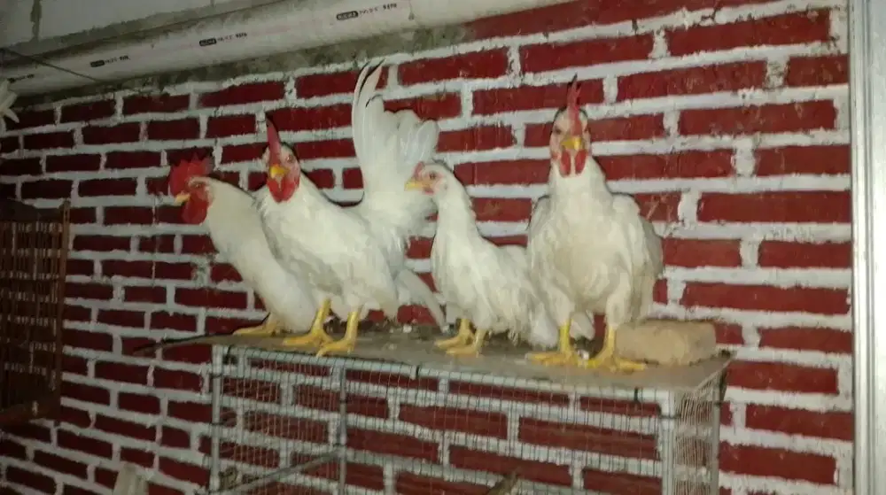 Ayam kate hias mataraman murah