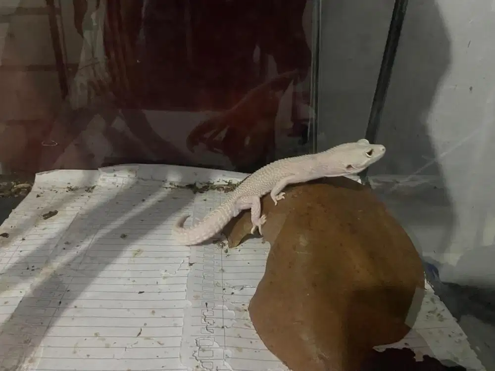 Reptile gecko female