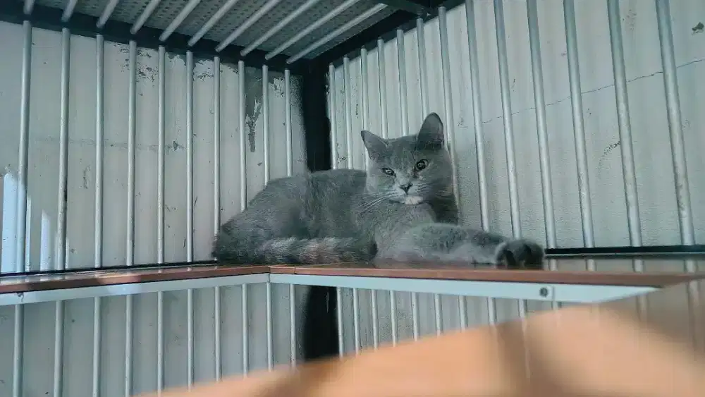 Bsh blue tortie 1× proven