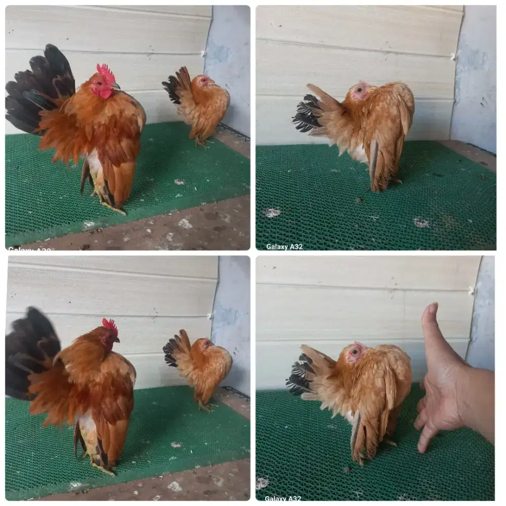 Sepasang ayam serama size mini selam