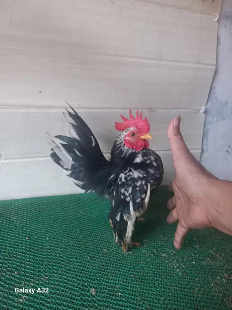 Serama jantan muda rinting murai