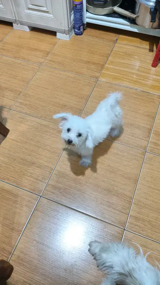 tiny bichon usia 6 bln