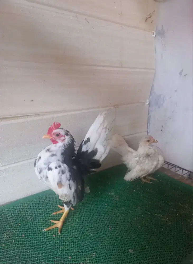 Sepasang serama rinting vs silver