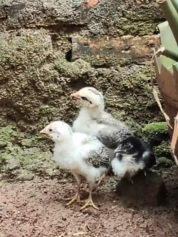 Anak ayam ketawa