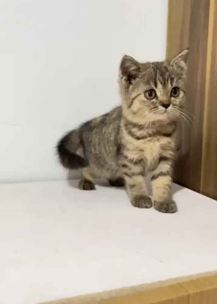 British Short Hair Non Ped