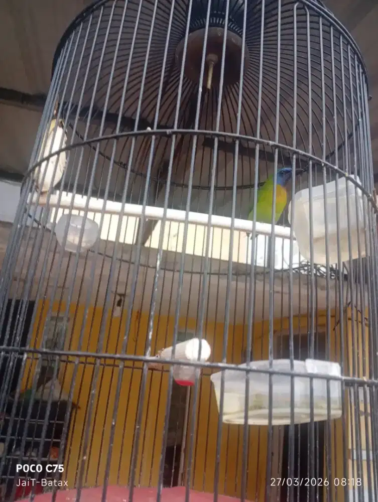 Burung kinoi jantann