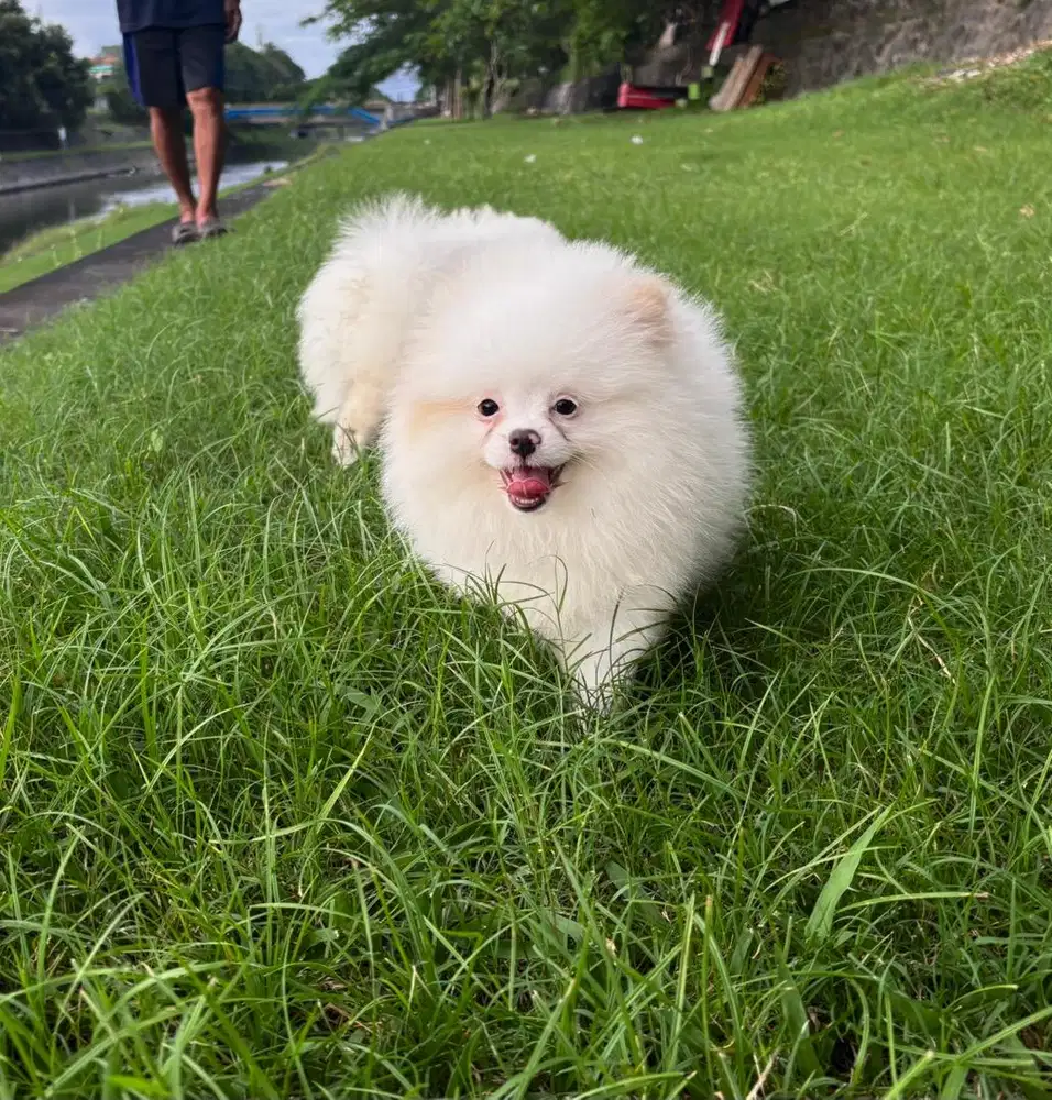 Pomeranian small size