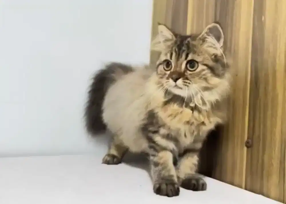 British Long Hair Non Ped