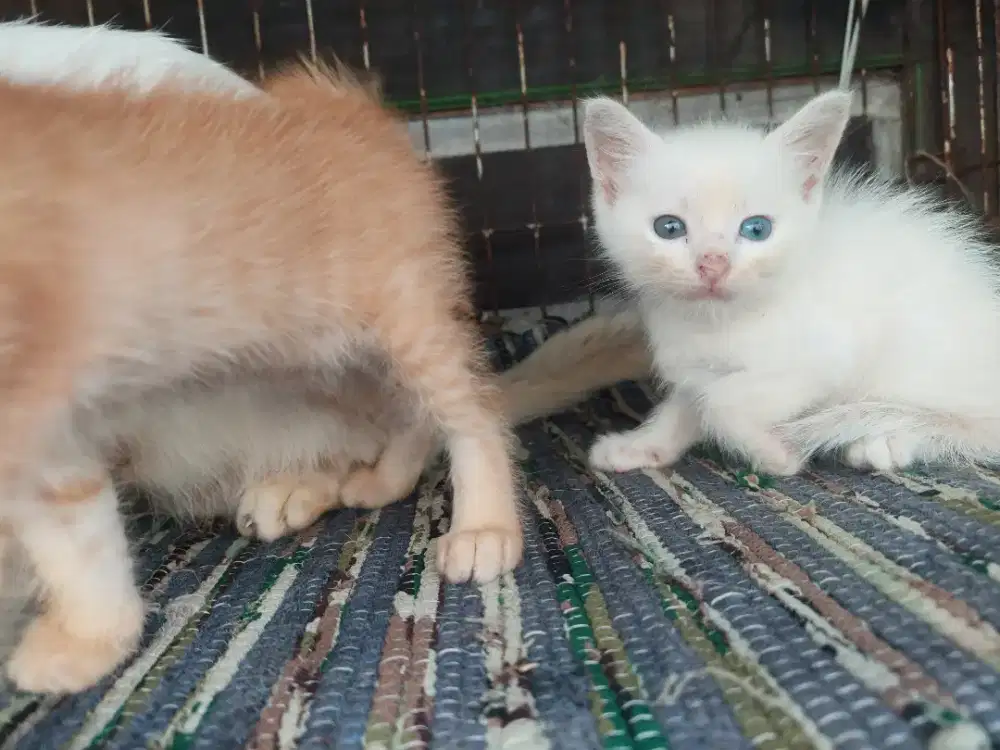 Kitten putih jantan ek panjank odd eye 1 bln +