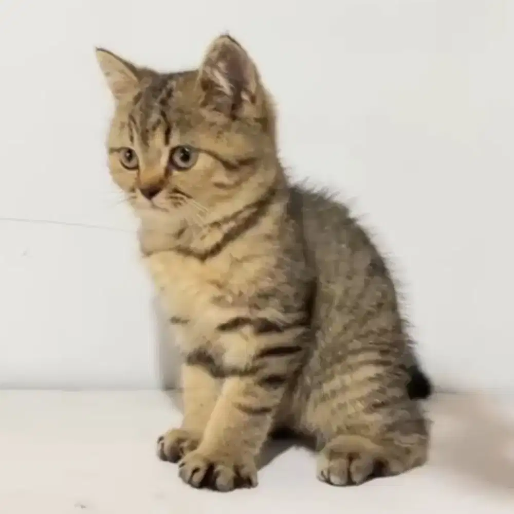 British Short Hair Lucu