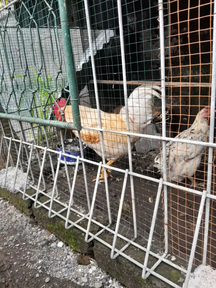 Dijual ayam caru