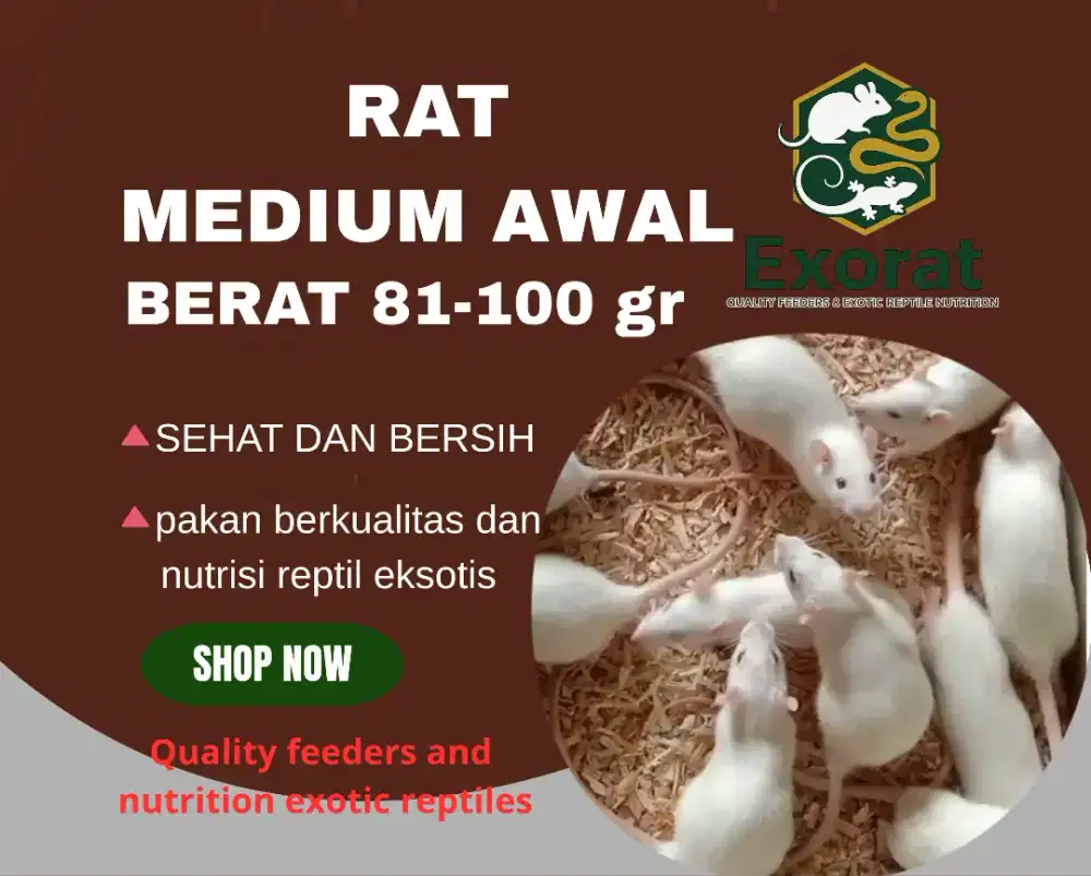 Tikus putih medium awal ukuran 81-100 gr