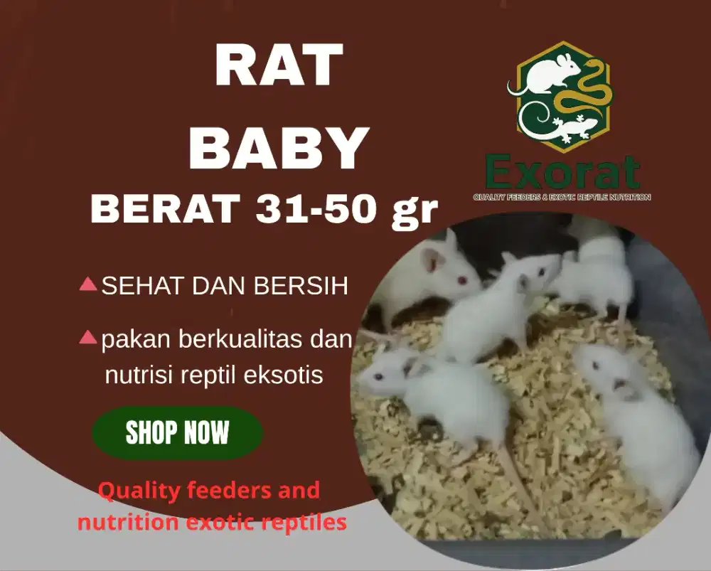 Tikus putih rat baby ukuran 31-50 gr Pakan berkualitas untuk reptil
