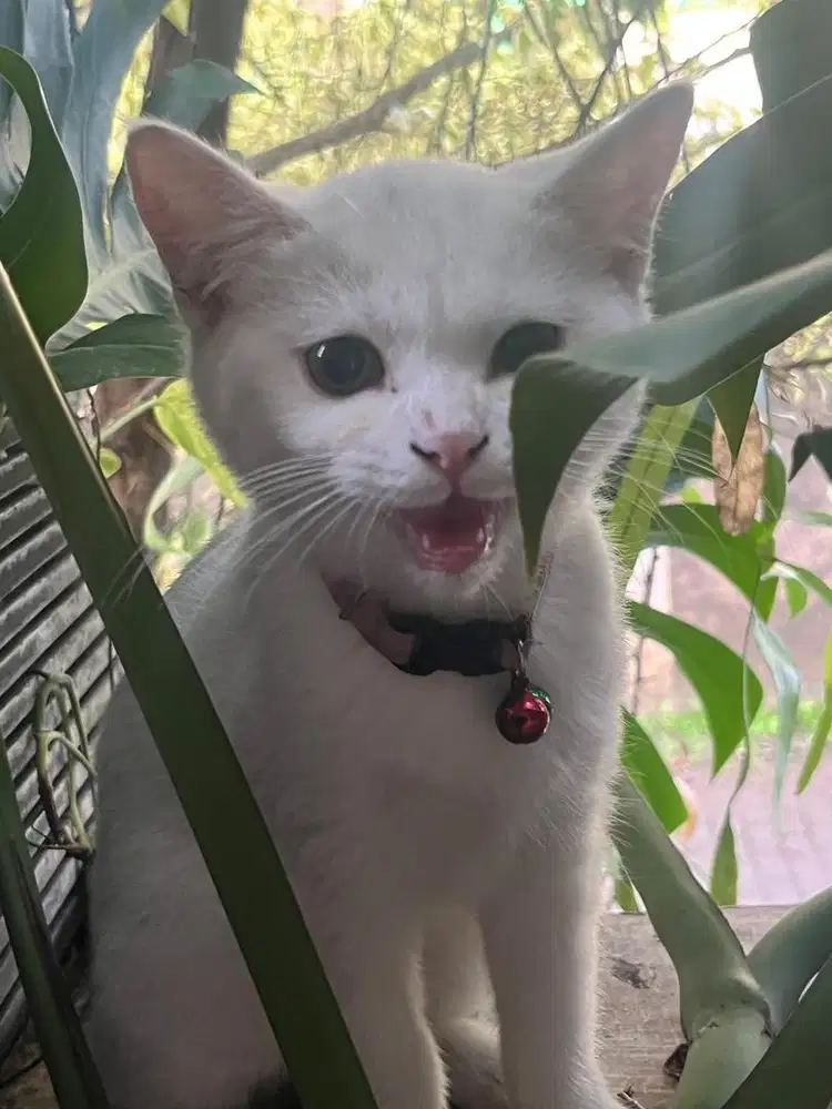 BSH White Female (Non Ped) 2,5 bulan