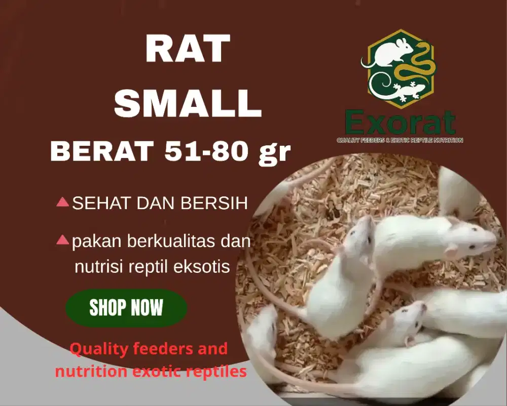 Tikus putih rat small 51-80 gr
