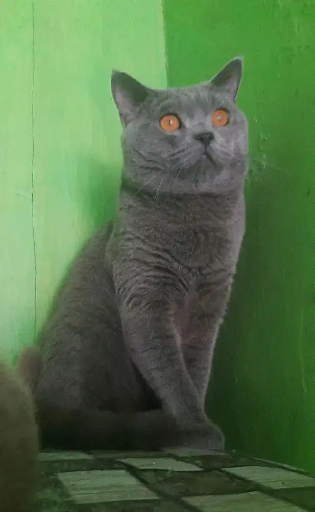 BSH BRITISH SHORTHAIR SF SCOTTISH FOLD MUNCHKIN RAGDOLL EXO PEAKNOSE