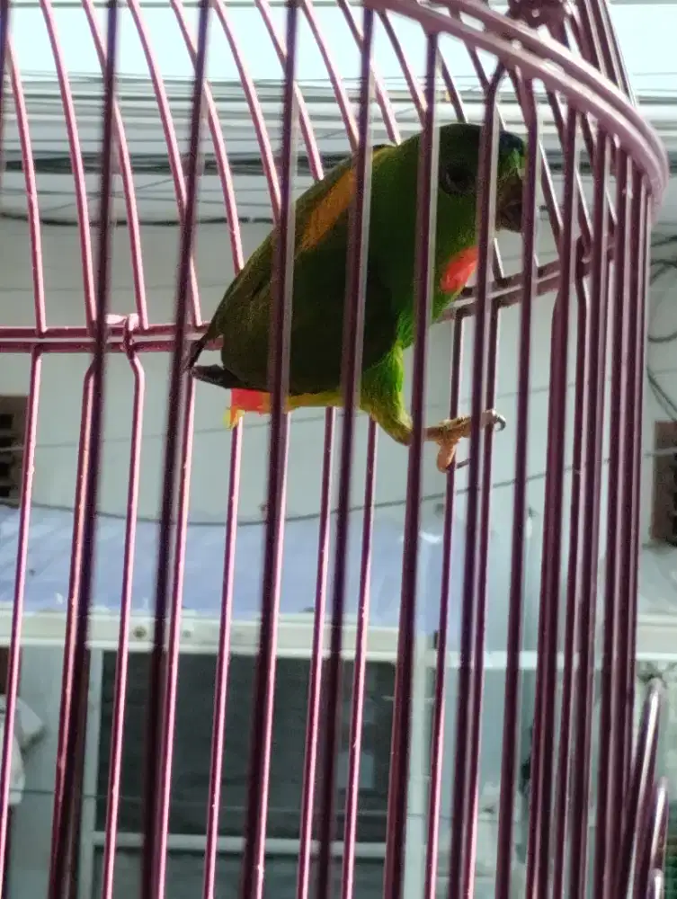 Burung isianjantan fullset