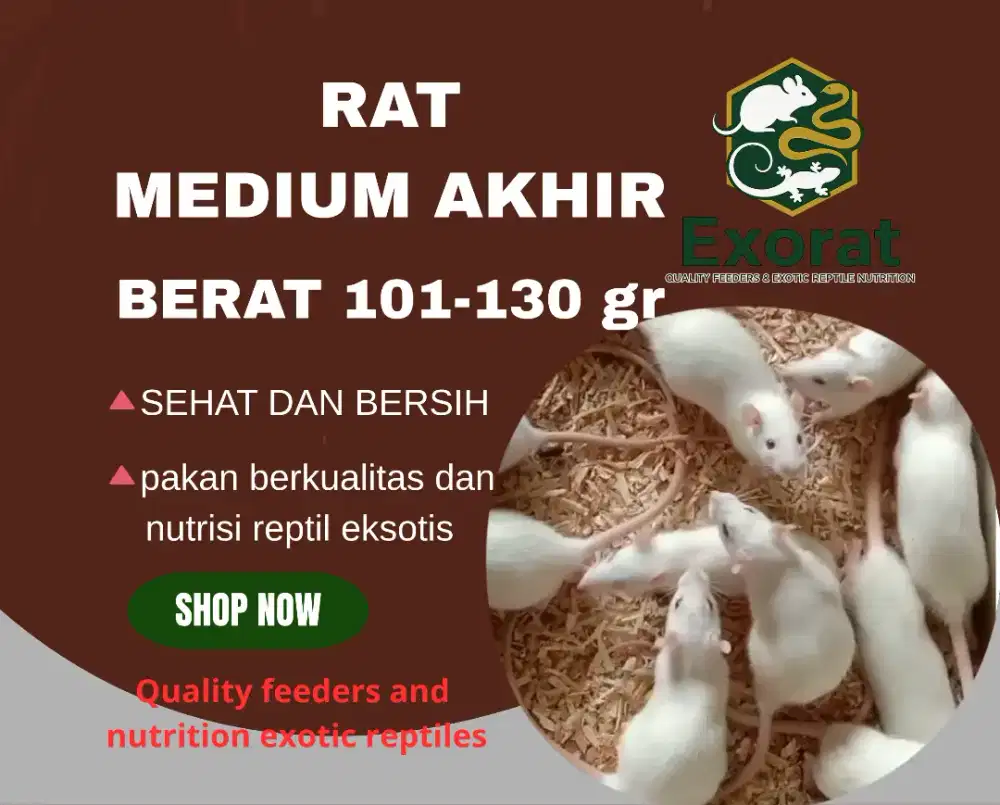 Rat medium akhir berat 101-130 gr