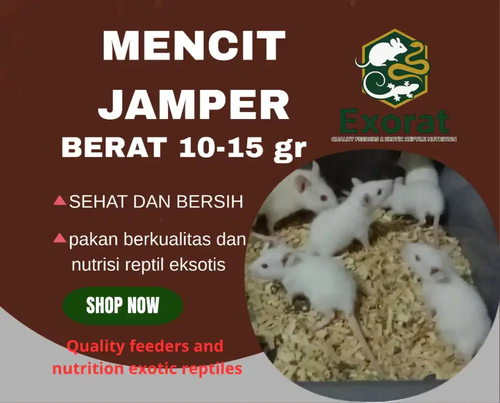 Mencit jumper ukuran 10-15 gr