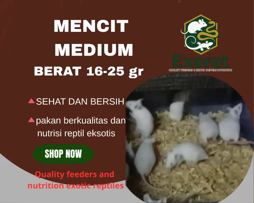 Mencit medium ukuran 16-25 gr