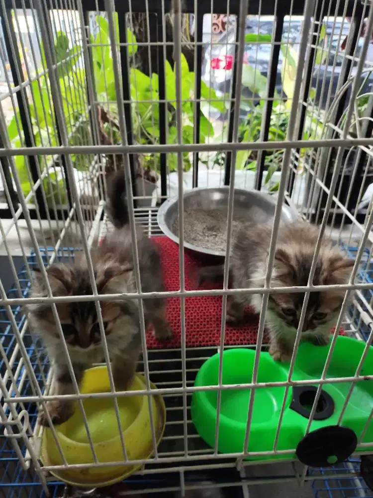 Anakan kucing Persia usia 4 bulan